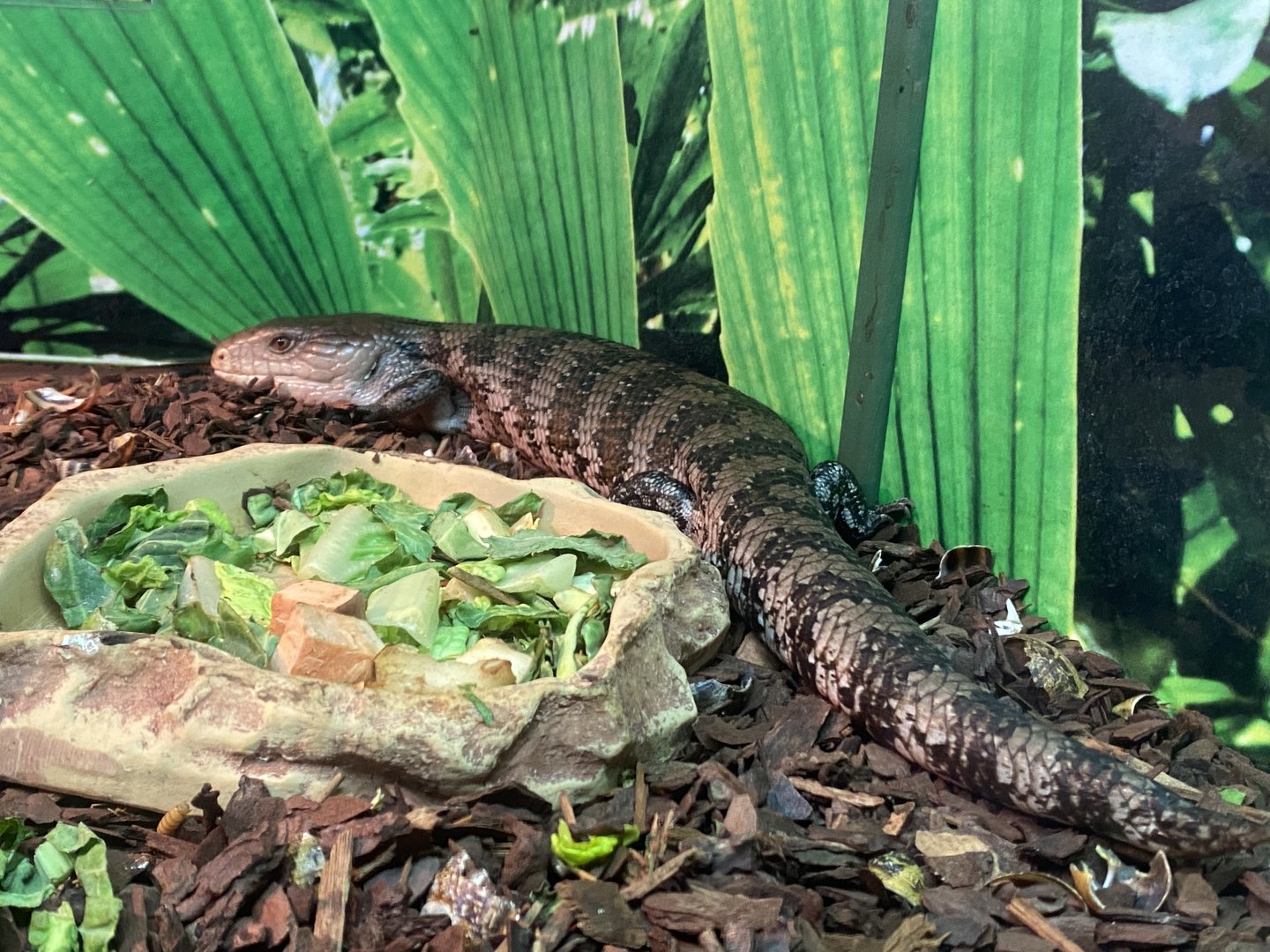 GTKA - Blue-tongued skink 190323