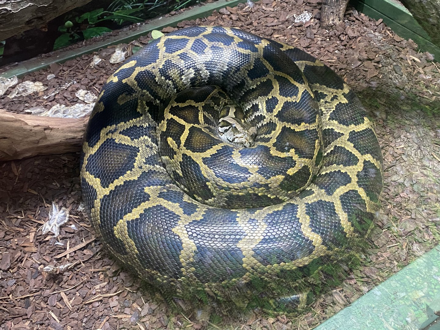 GTKA - Burmese python 190323