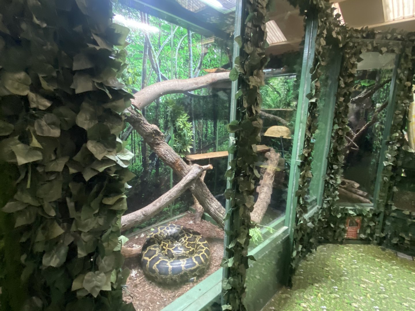 GTKA - Burmese python exhibit 190323