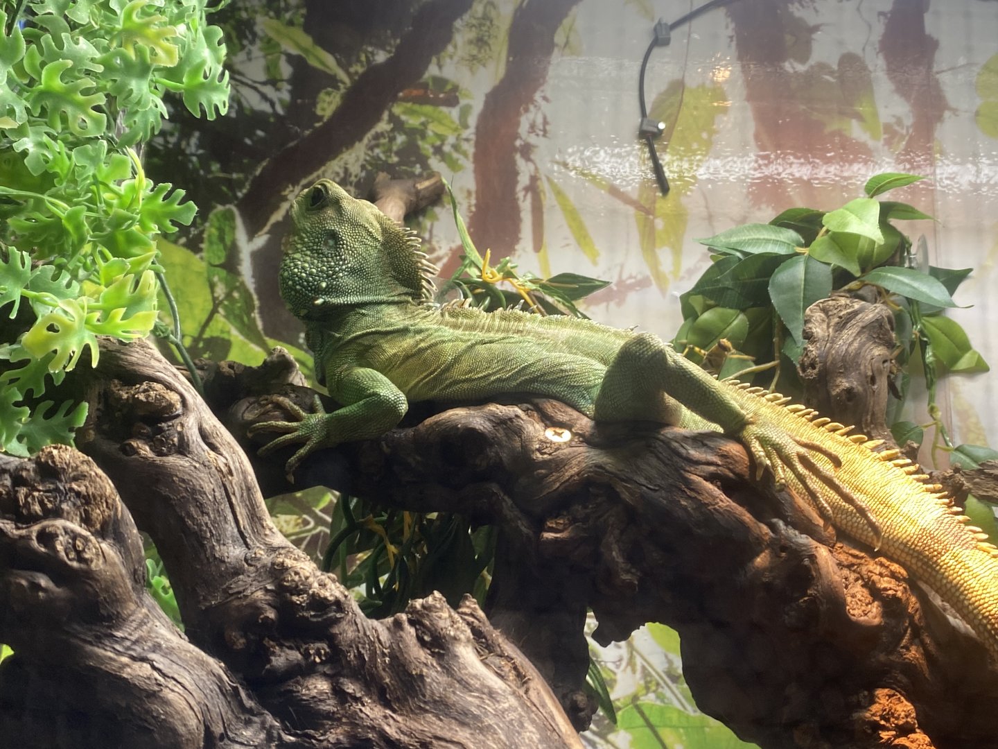 GTKA - Chinese water dragon 190323