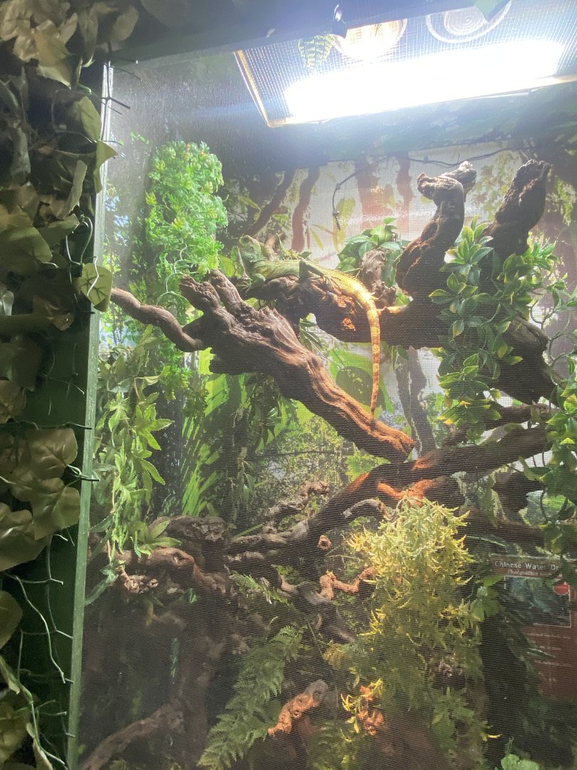 GTKA - Chinese water dragon exhibit 190323