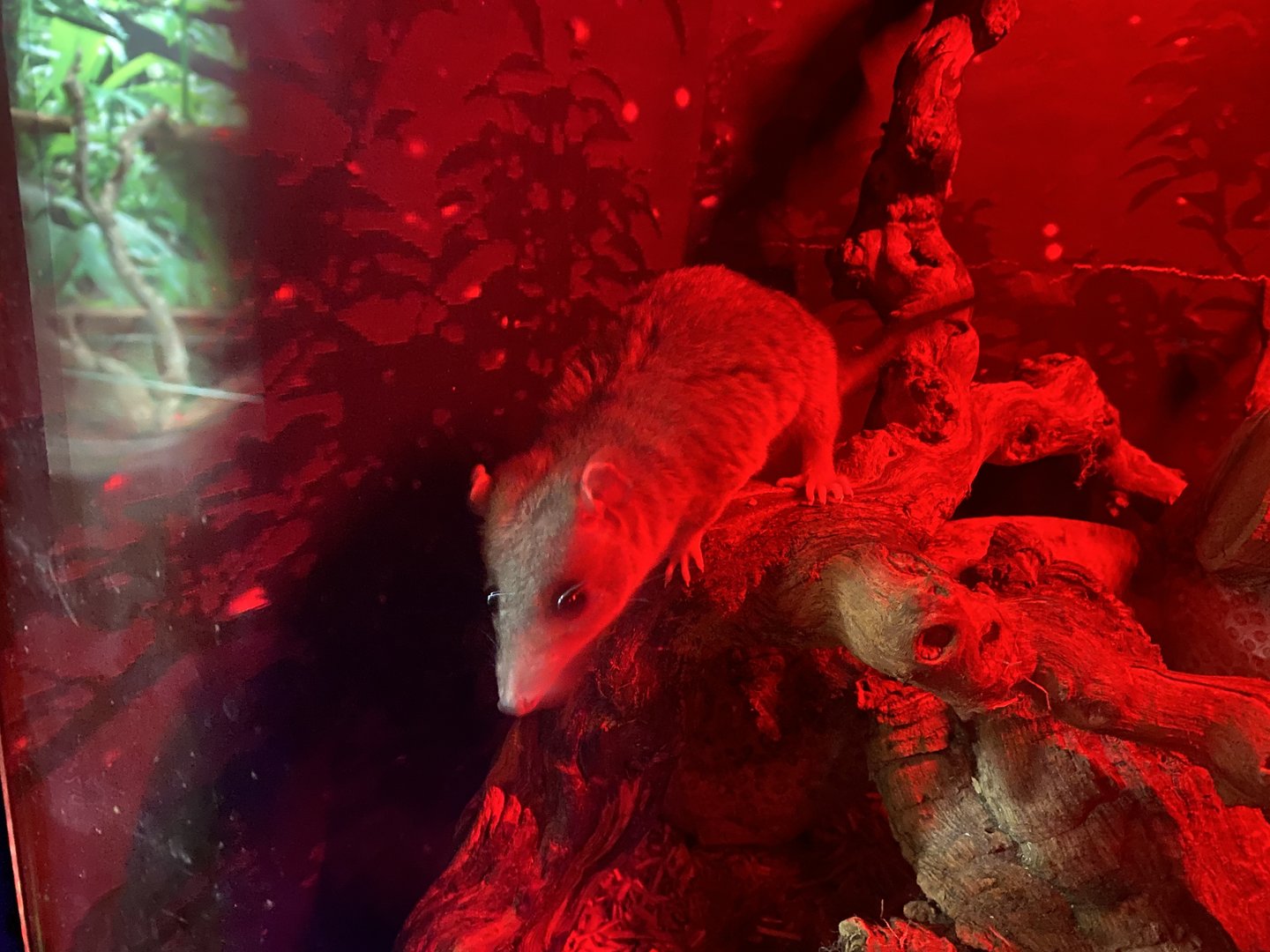 GTKA - Grey short-tailed opossum 190323