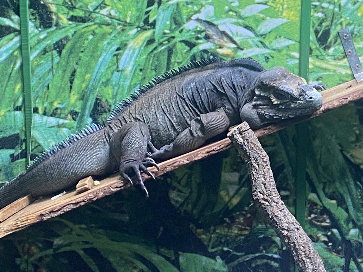GTKA - Hispaniolan rhinoceros iguana 190323
