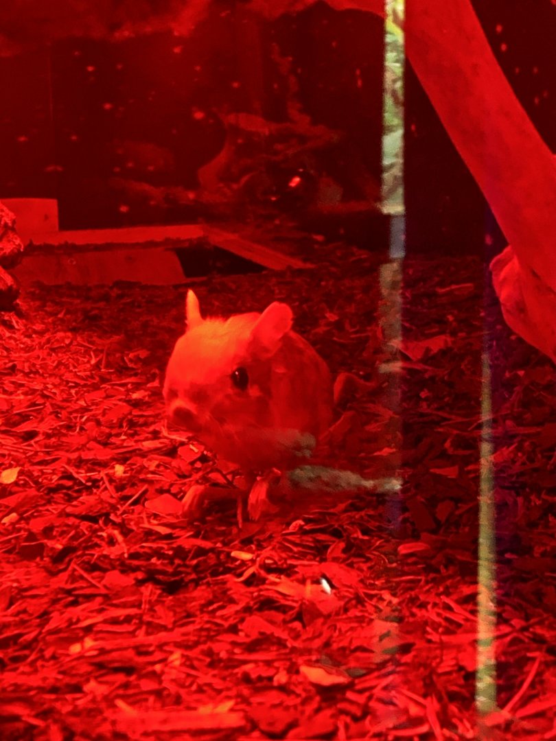 GTKA - Lesser Egyptian jerboa 190323