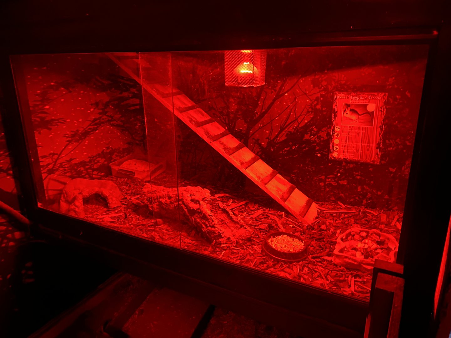 GTKA - Lesser Egyptian jerboa exhibit 190323