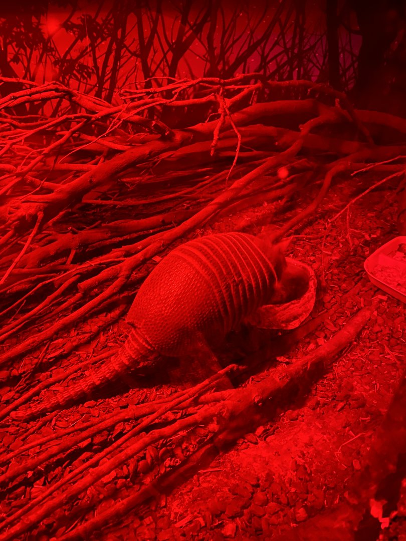 GTKA - Nine-banded armadillo 190323