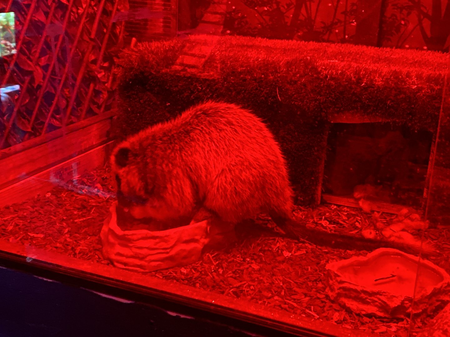 GTKA - Northern Luzon giant cloud rat 190323