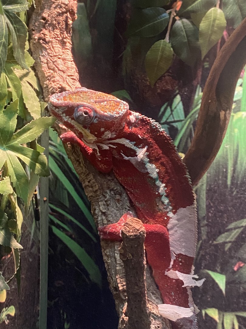 GTKA - Panther chameleon 190323