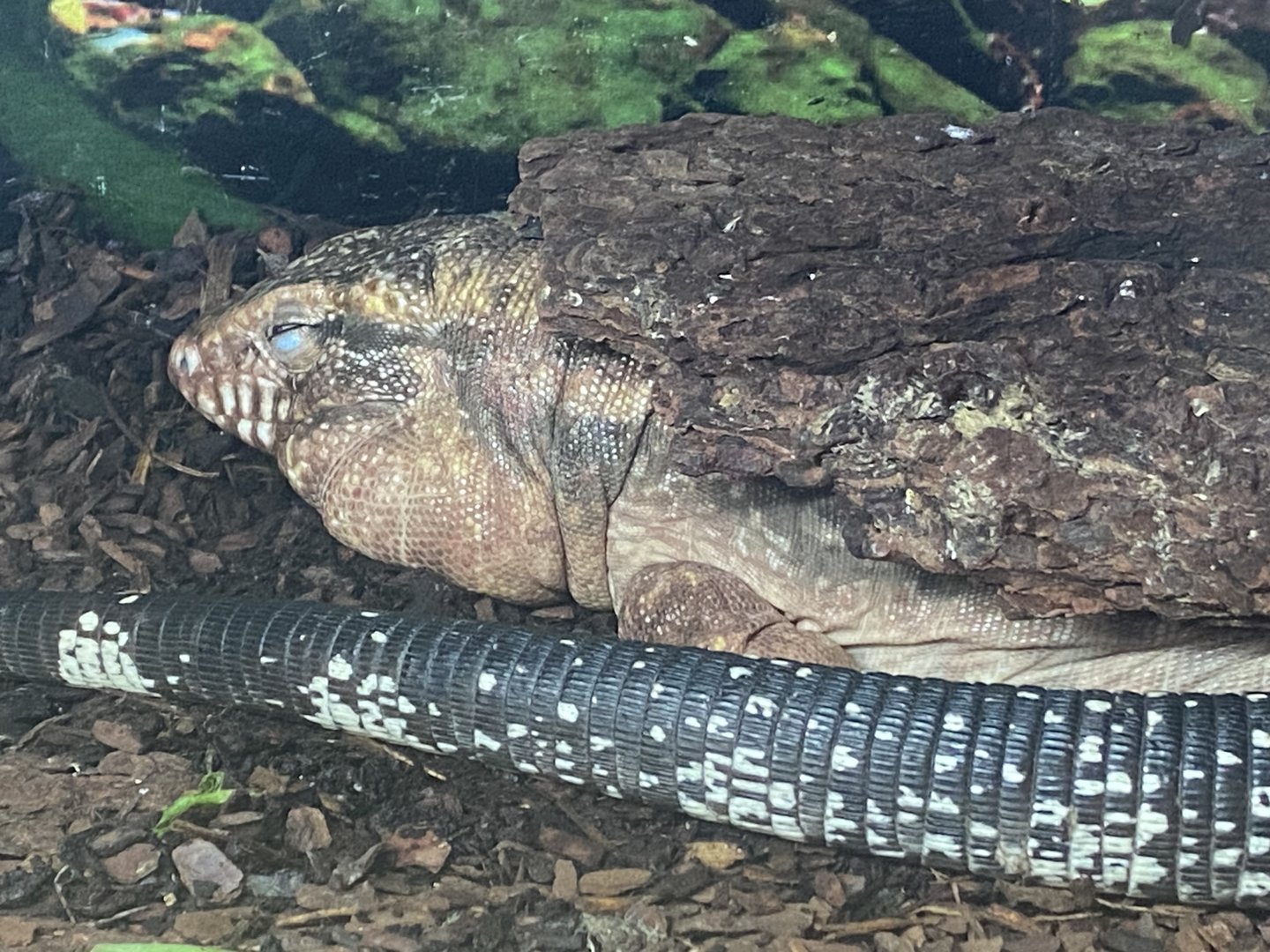 GTKA - Red tegu 190323