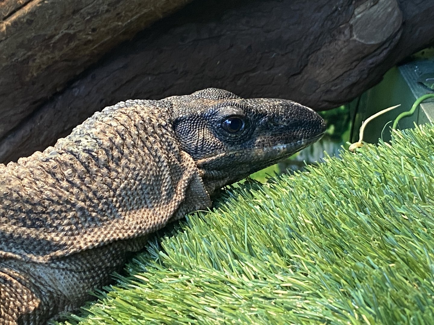 GTKA - Rough-necked monitor 190323