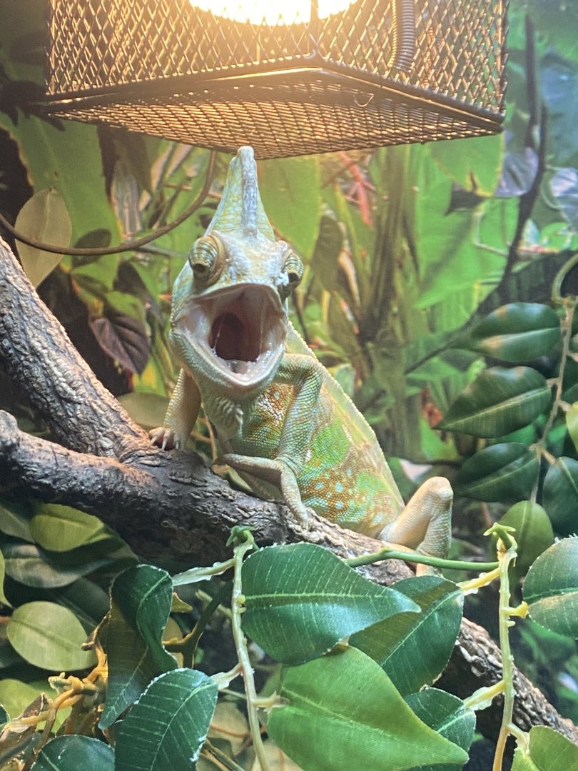 GTKA - Veiled chameleon 190323