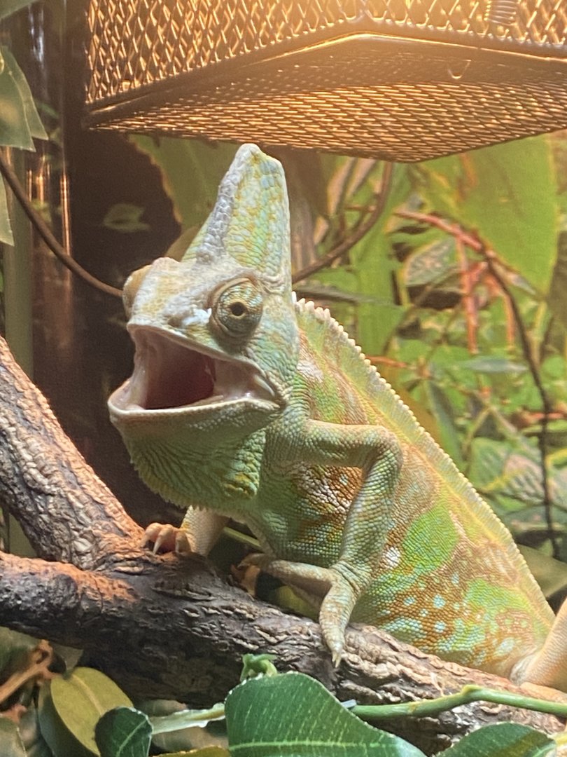 GTKA - Veiled chameleon 190323