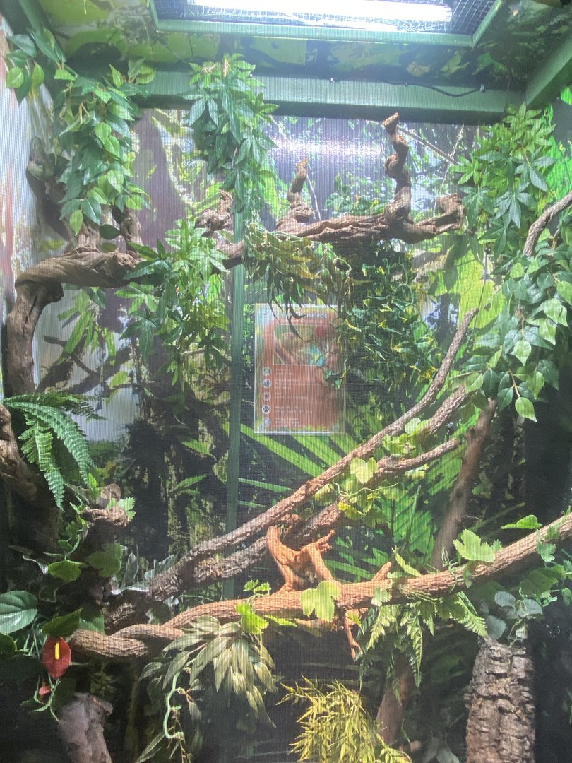 GTKA - Veiled chameleon exhibit 190323