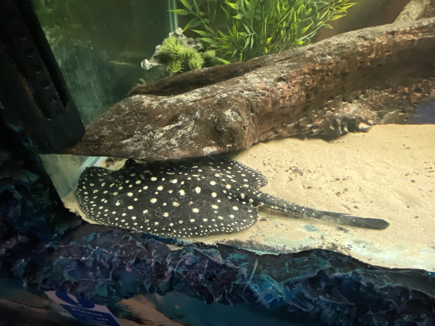 GTKA - White-blotched river stingray 190323