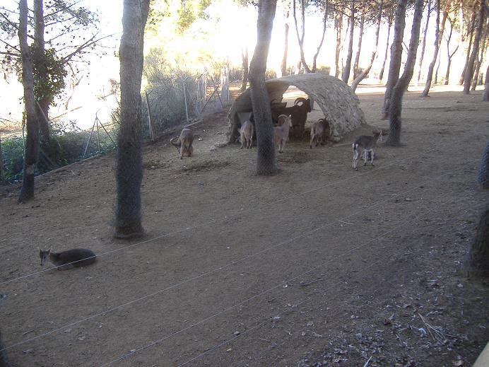 Guadalajara Spanish Ibex Barbary Sheep