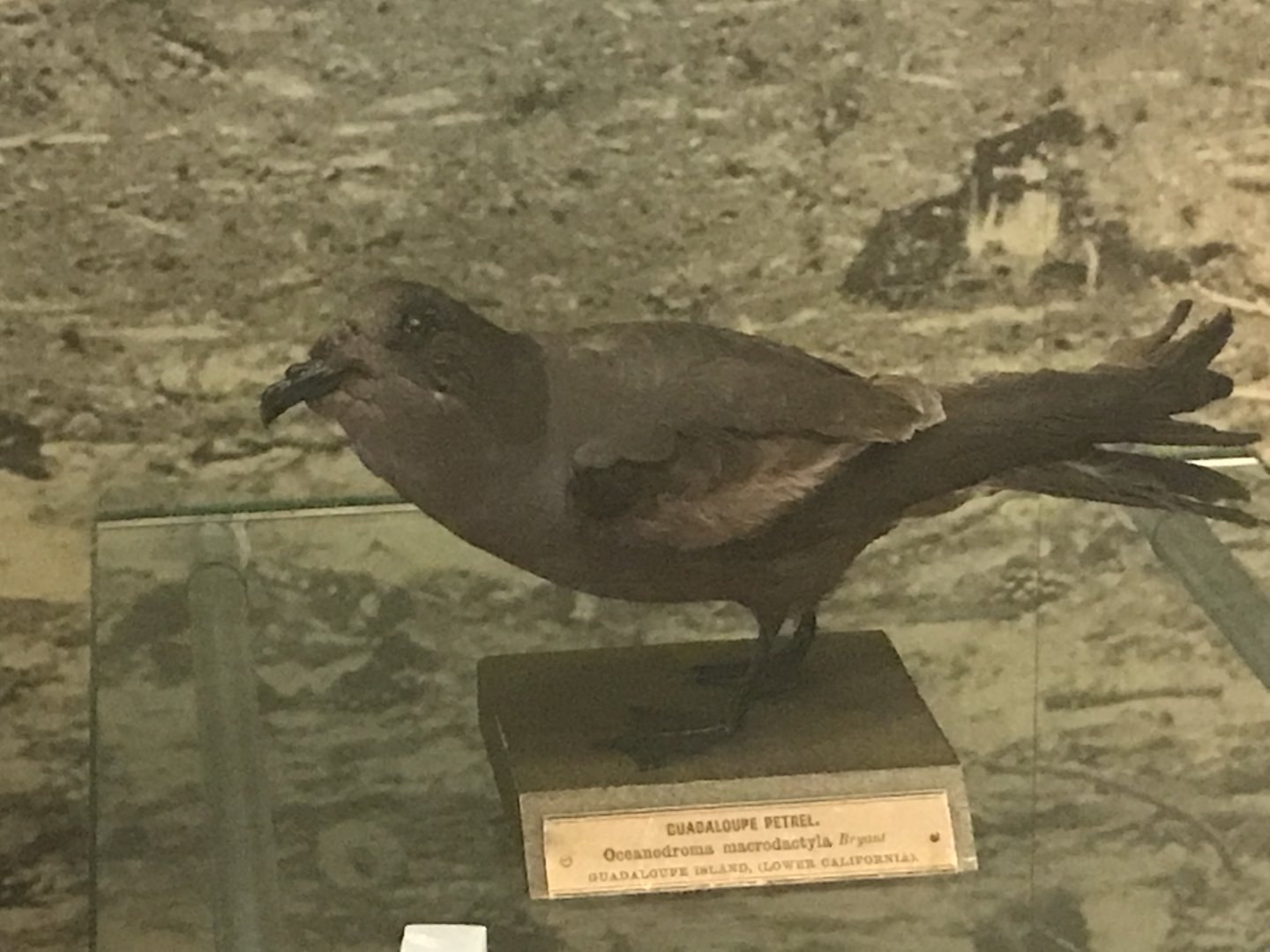 Guadalope storm petrol