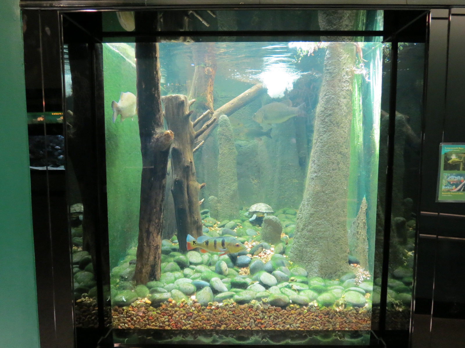 Guadalupe Bass, Largemouth Bass, and Butterfly Peacock Bass Exhibit