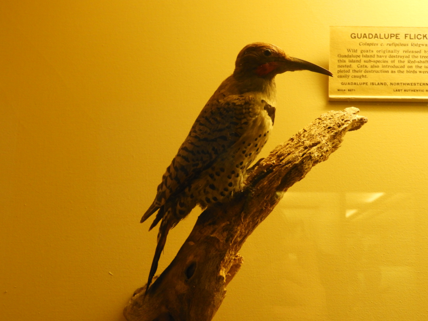 Guadalupe Flicker (Colaptes auratus rufipileus) taxidermy specimen