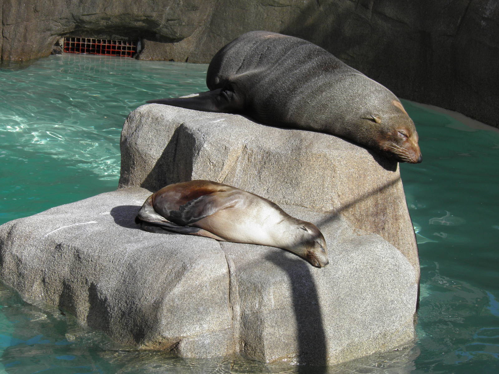 Guadalupe fur seal and California sea lion pup sleeping
