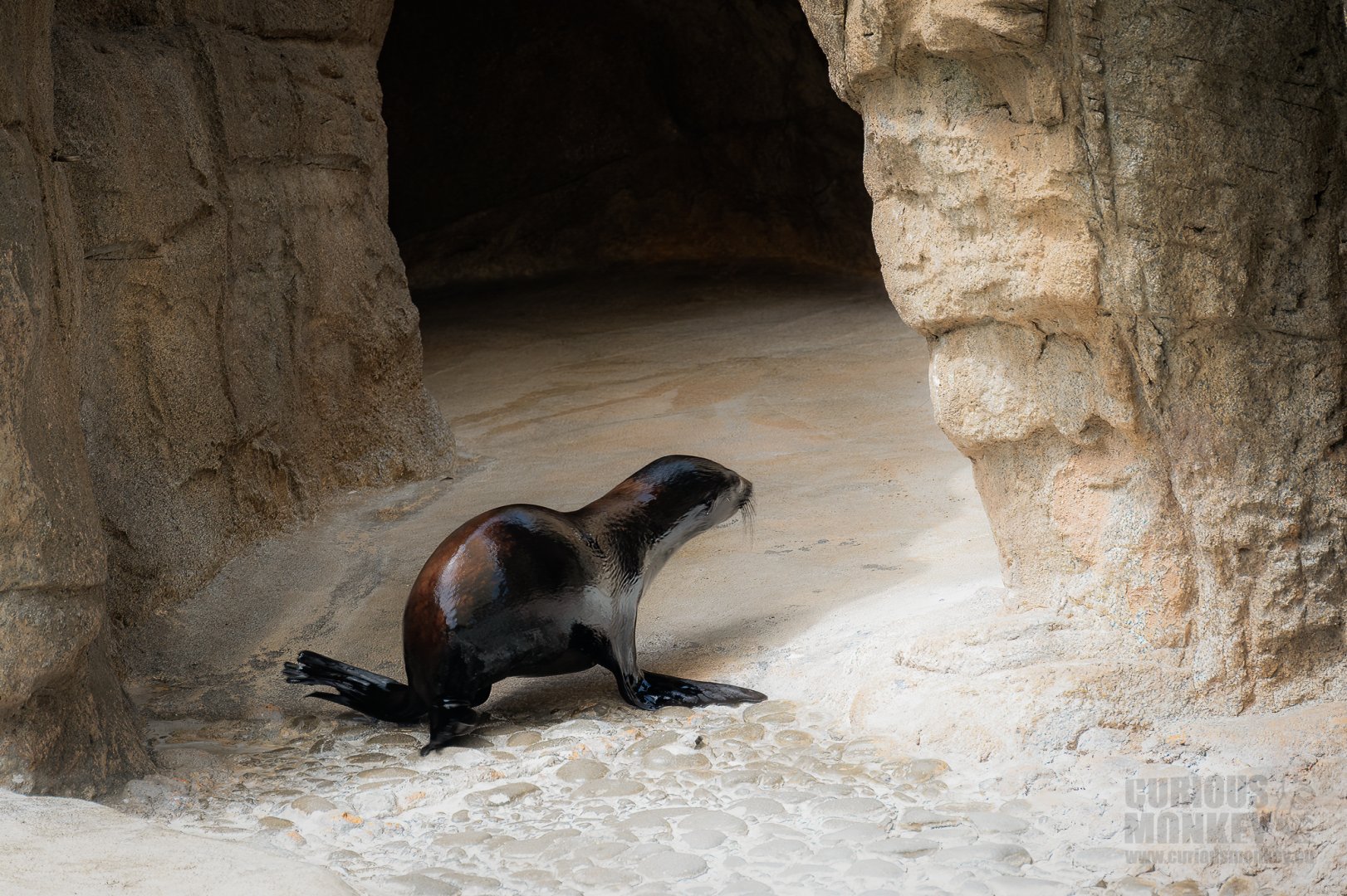 Guadalupe Fur Seal (arctocephalus townsendi) 06/22