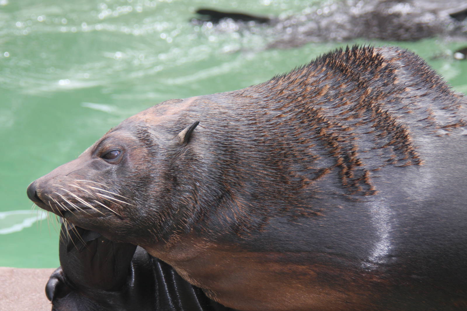 Guadalupe fur seal (Arctocephalus townsendi)