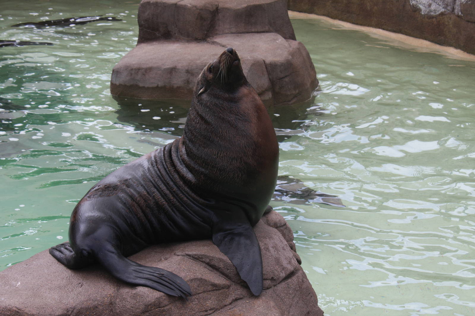 Guadalupe fur seal (Arctocephalus townsendi)