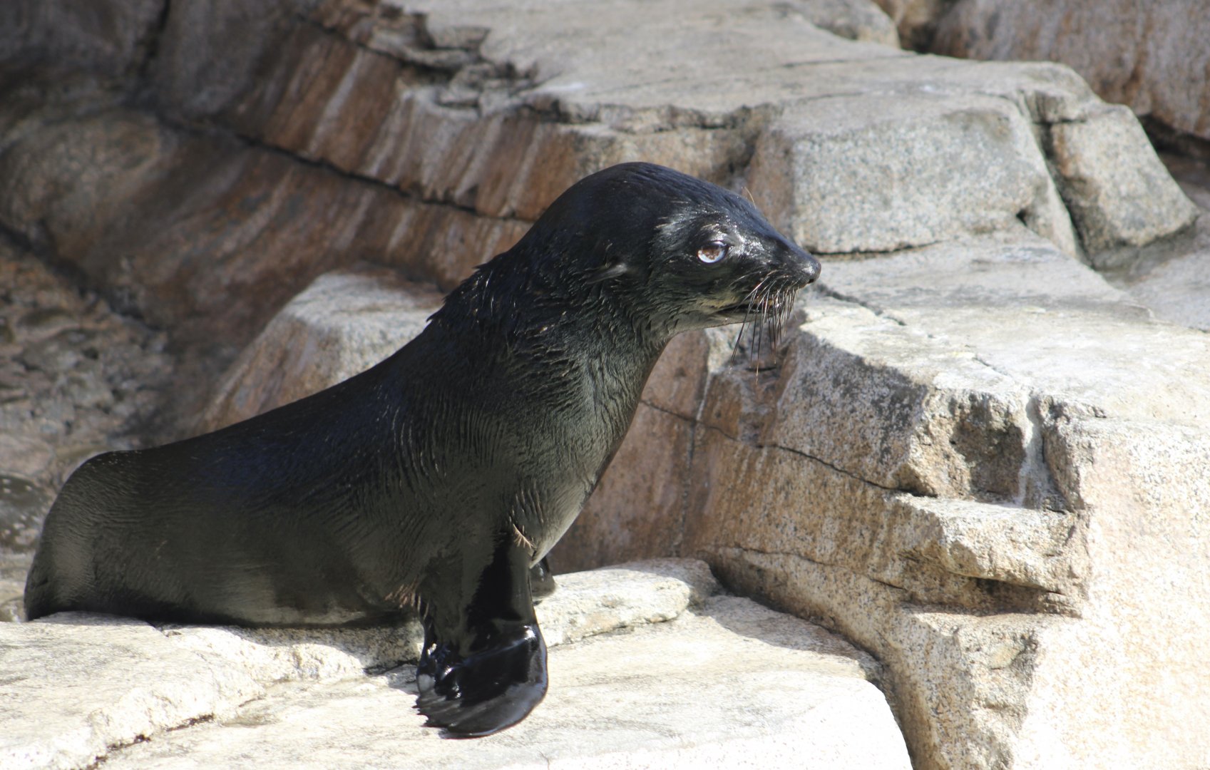 Guadalupe Fur Seal (Arctocephalus townsendi)