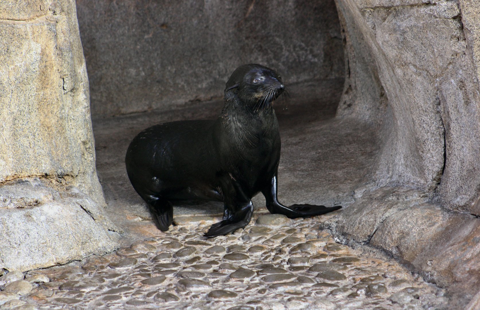 Guadalupe Fur Seal (Arctocephalus townsendi)