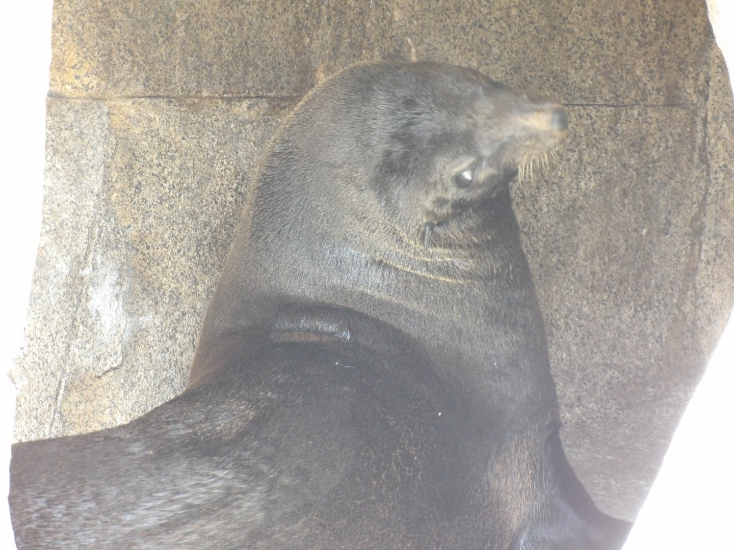 Guadalupe Fur Seal(Arctocephalus townsendi)