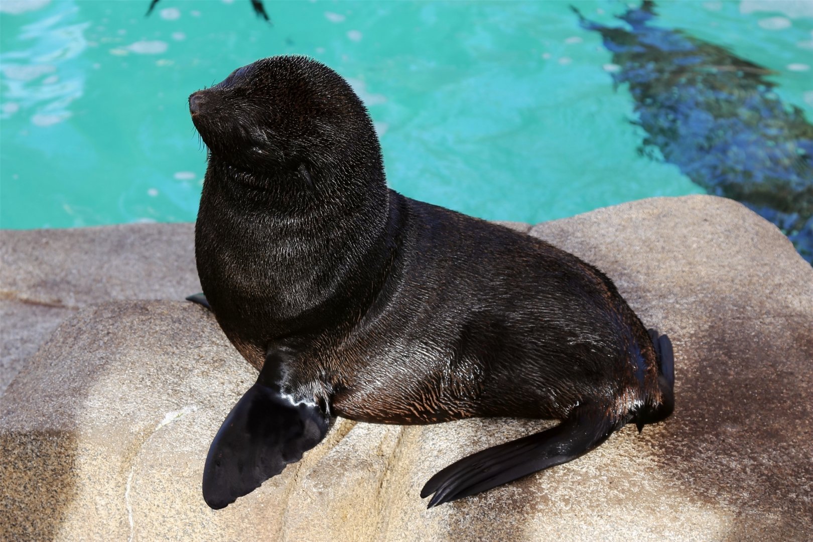 Guadalupe Fur Seal Pup (Arctocephalus townsendi), December 2015