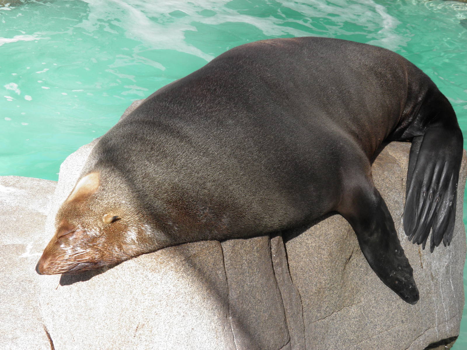 Guadalupe Fur Seal
