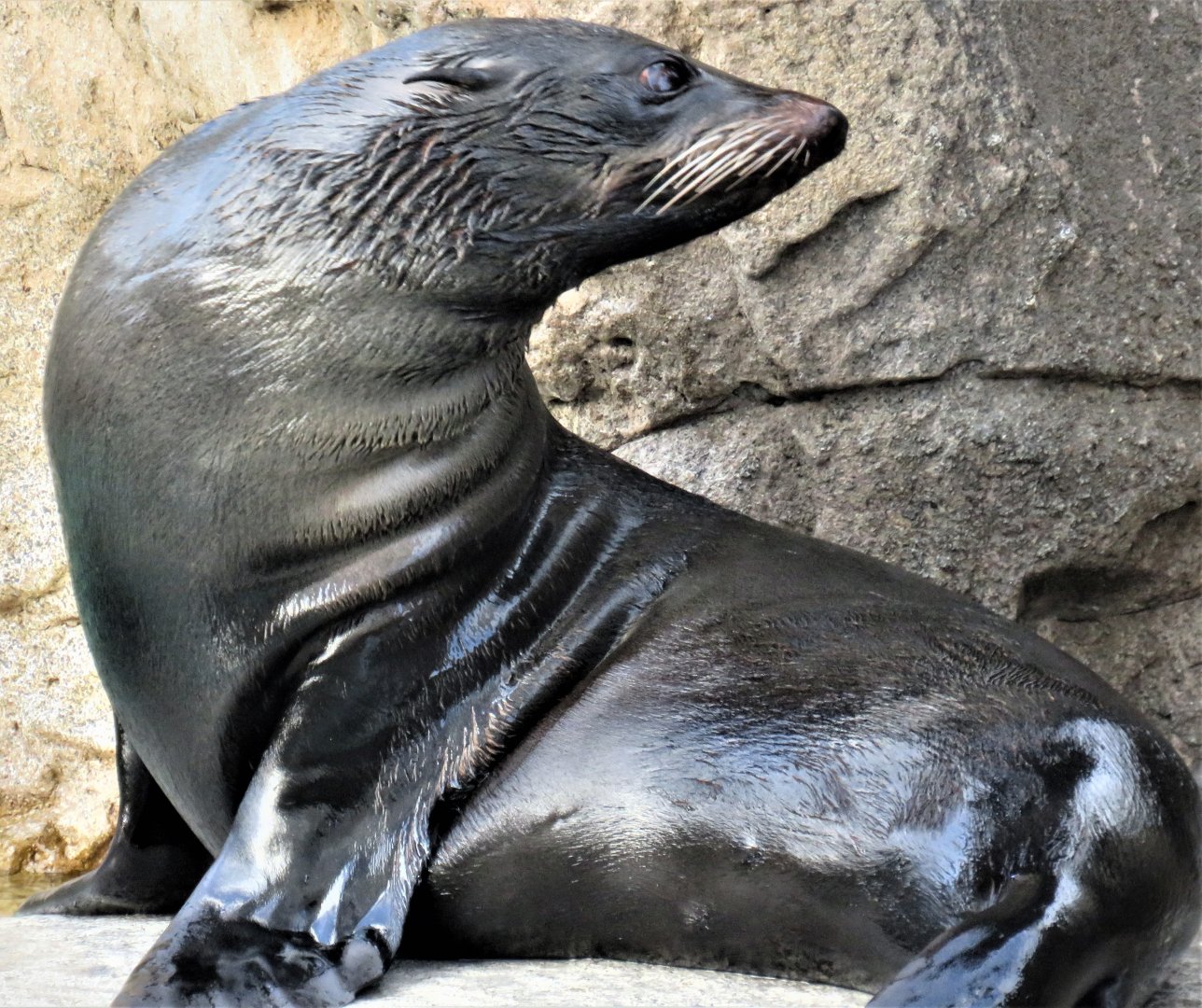Guadalupe fur seal