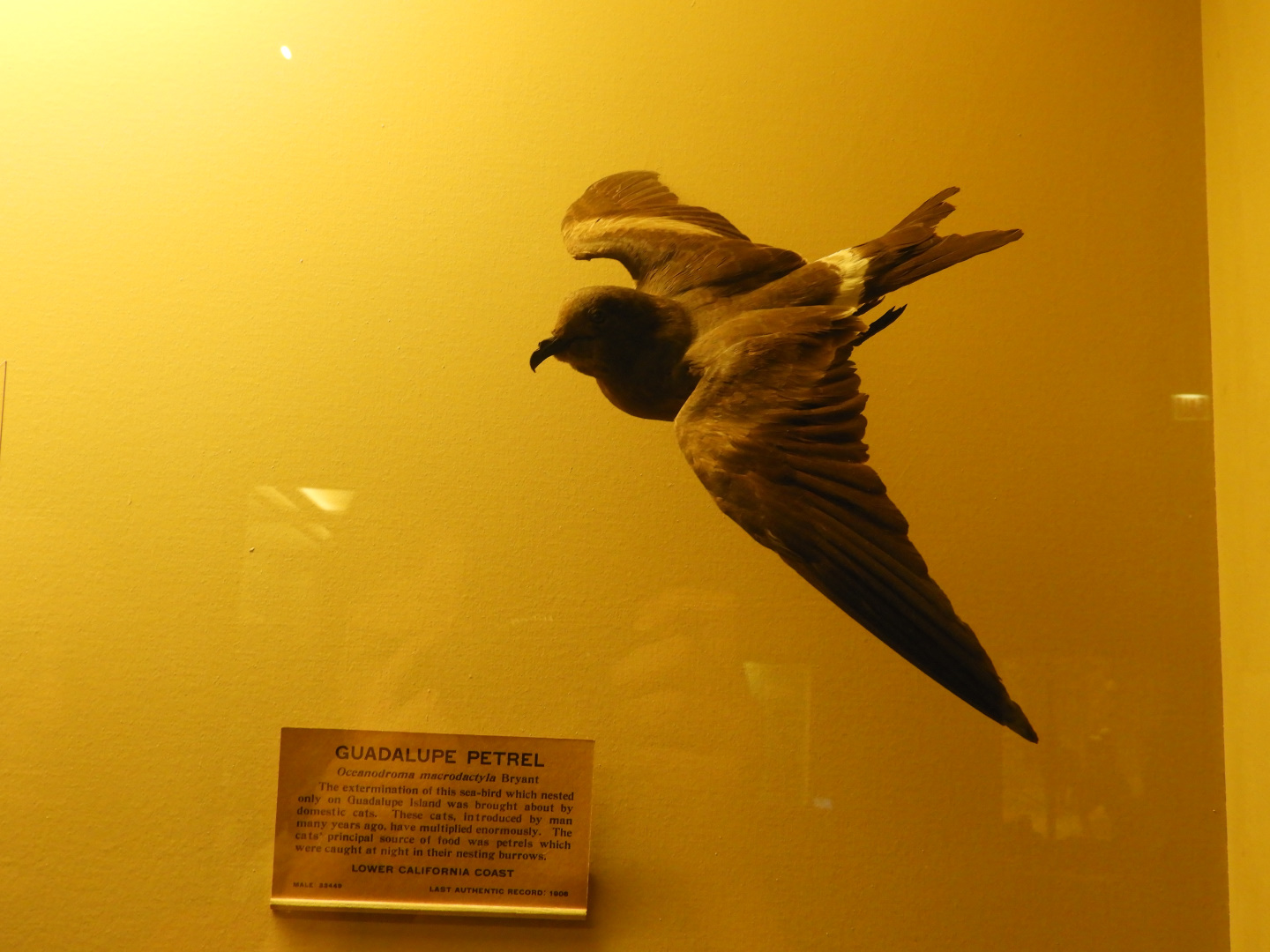 Guadalupe Storm Petrel (Oceanodroma macrodactyla) taxidermy specimen