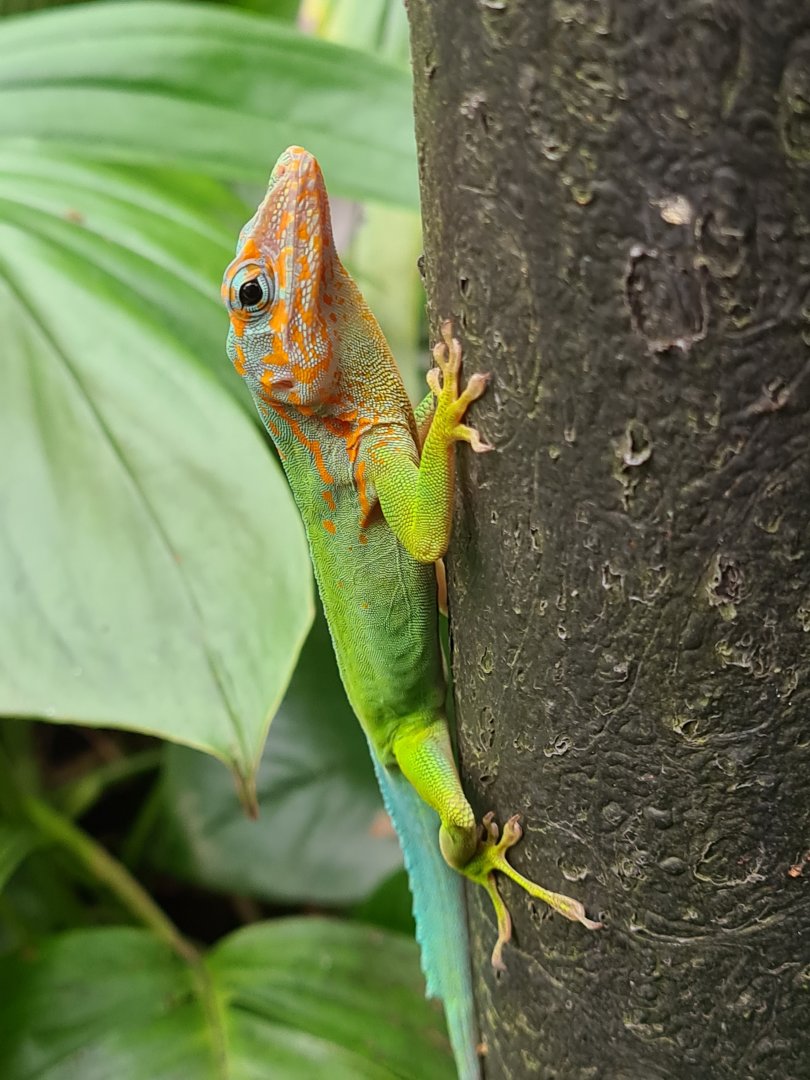 Guadalupian anole