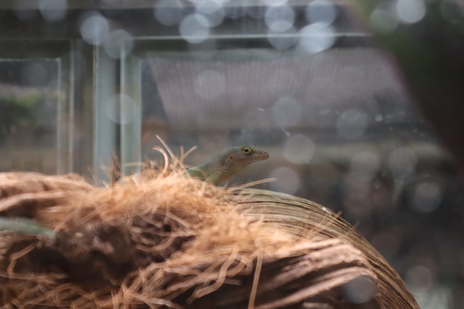 Guadeloupe Anole - 6th July 2024