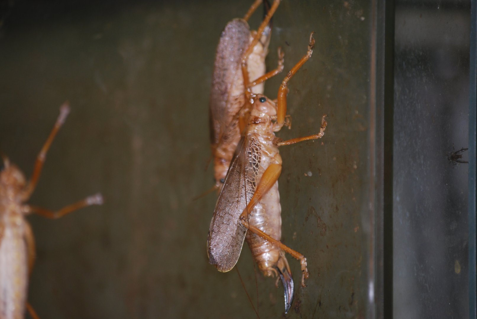 Guadeloupe Island giant katydids at The Bug Parc, 25/9/2024