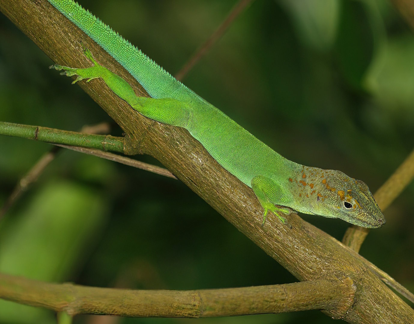 Guadeloupean anole (Anolis marmoratus), 2013-09-29