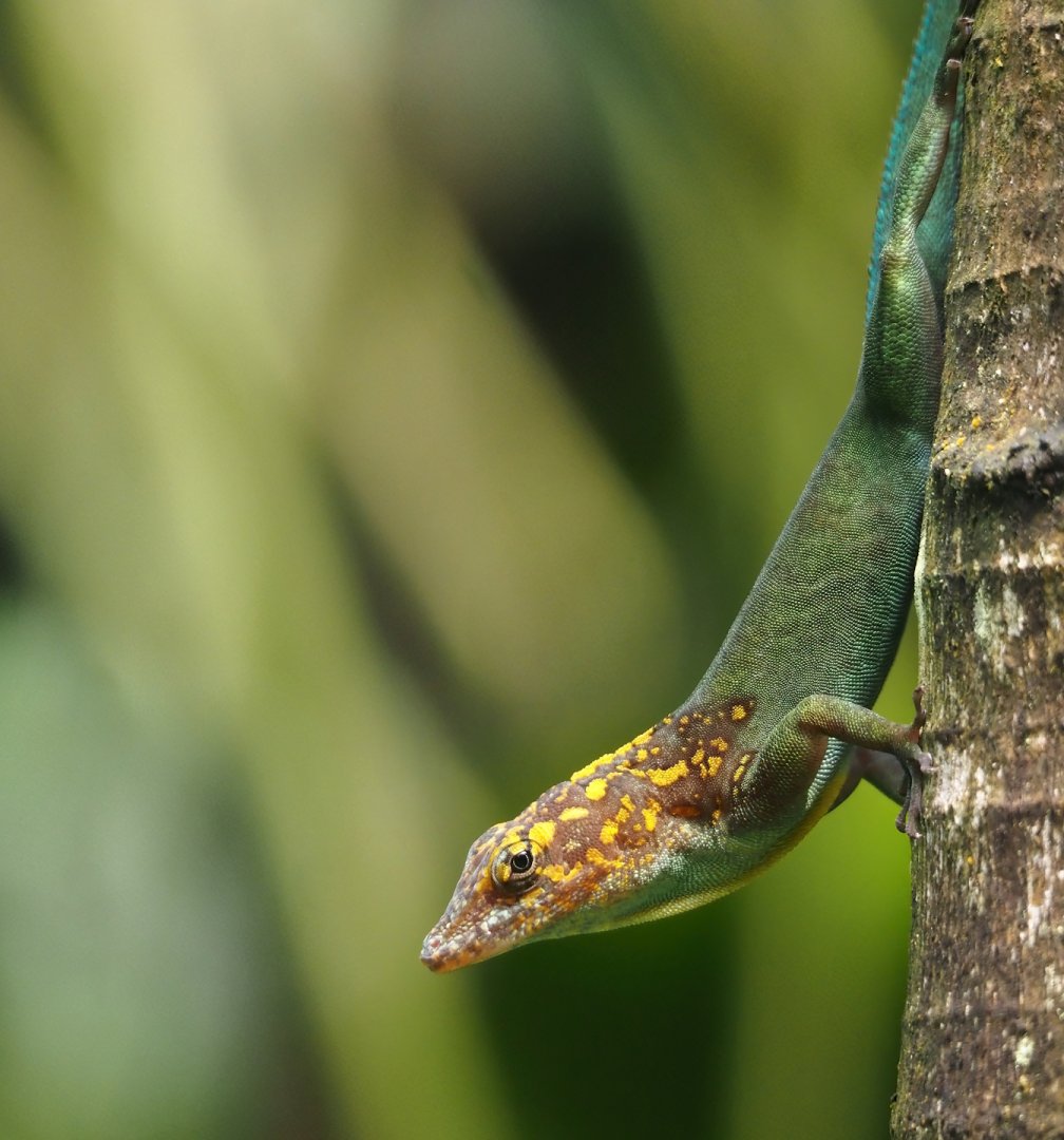 Guadeloupean anole (Anolis marmoratus), 2025-05-17