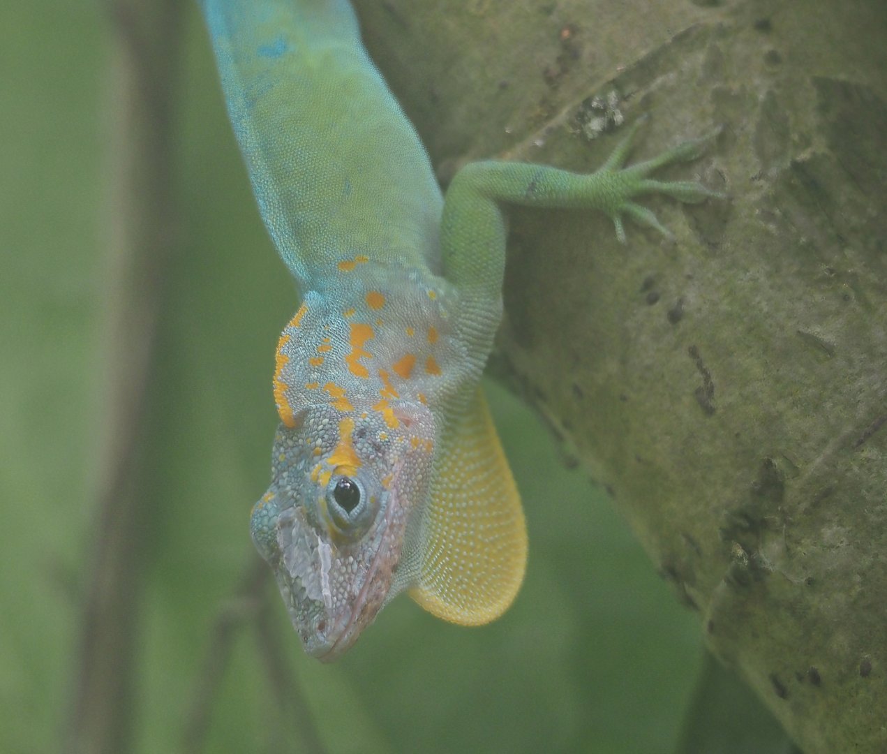 Guadeloupean anole (Anolis marmoratus), displaying male, 2025-05-17