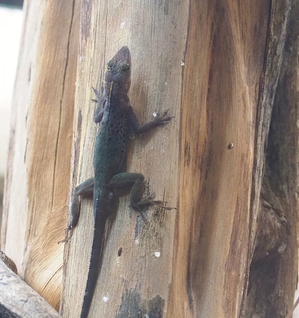 Guadeloupean anole (Anolis marmoratus marmoratus), 2023-07-18