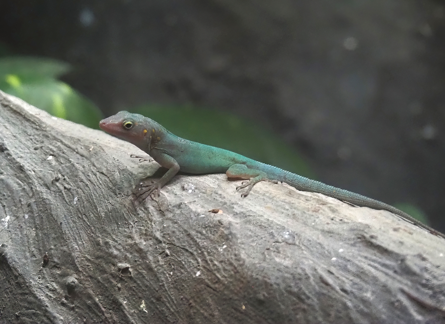 Guadeloupean anole (Anolis marmoratus marmoratus), 2024-08-21