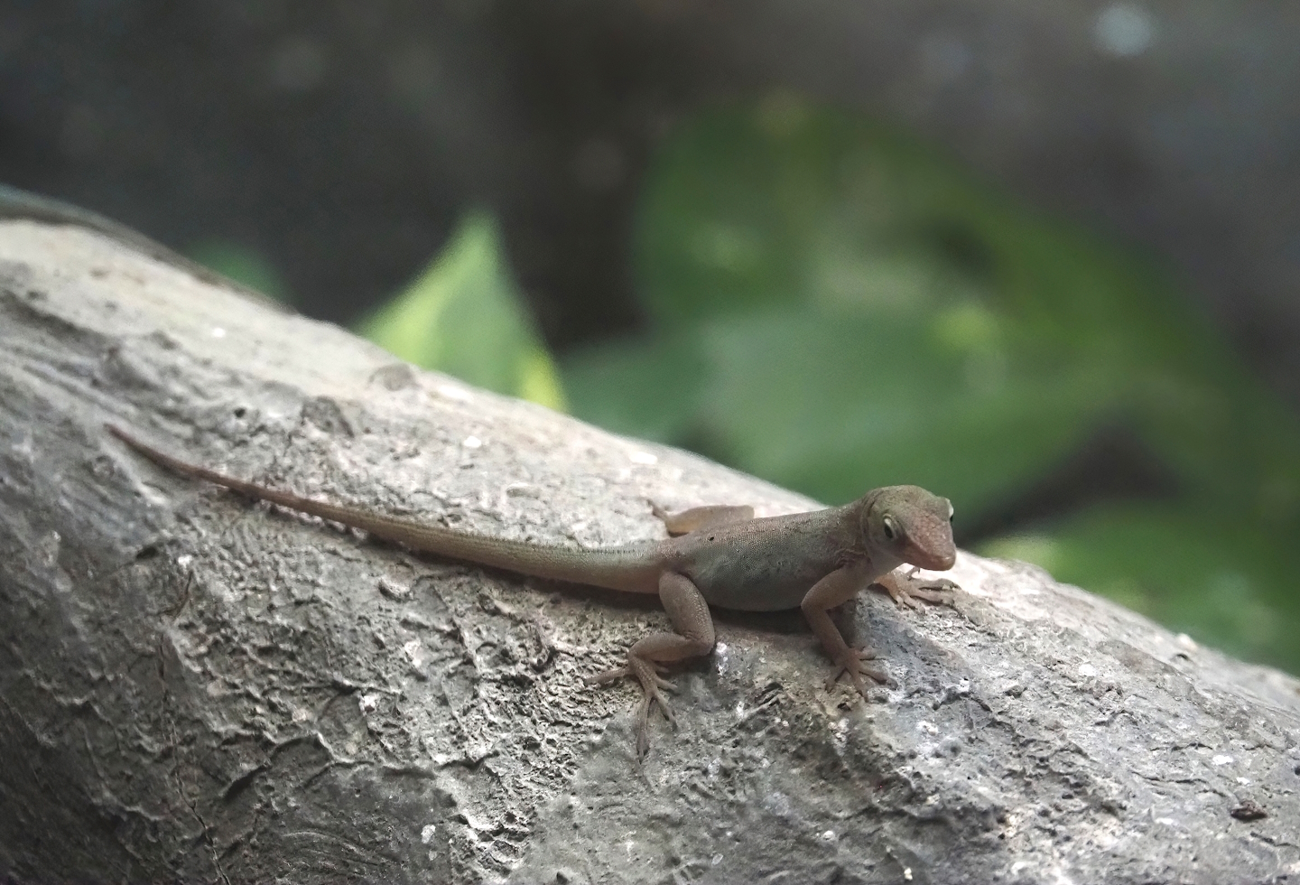 Guadeloupean anole (Anolis marmoratus marmoratus), 2024-08-21
