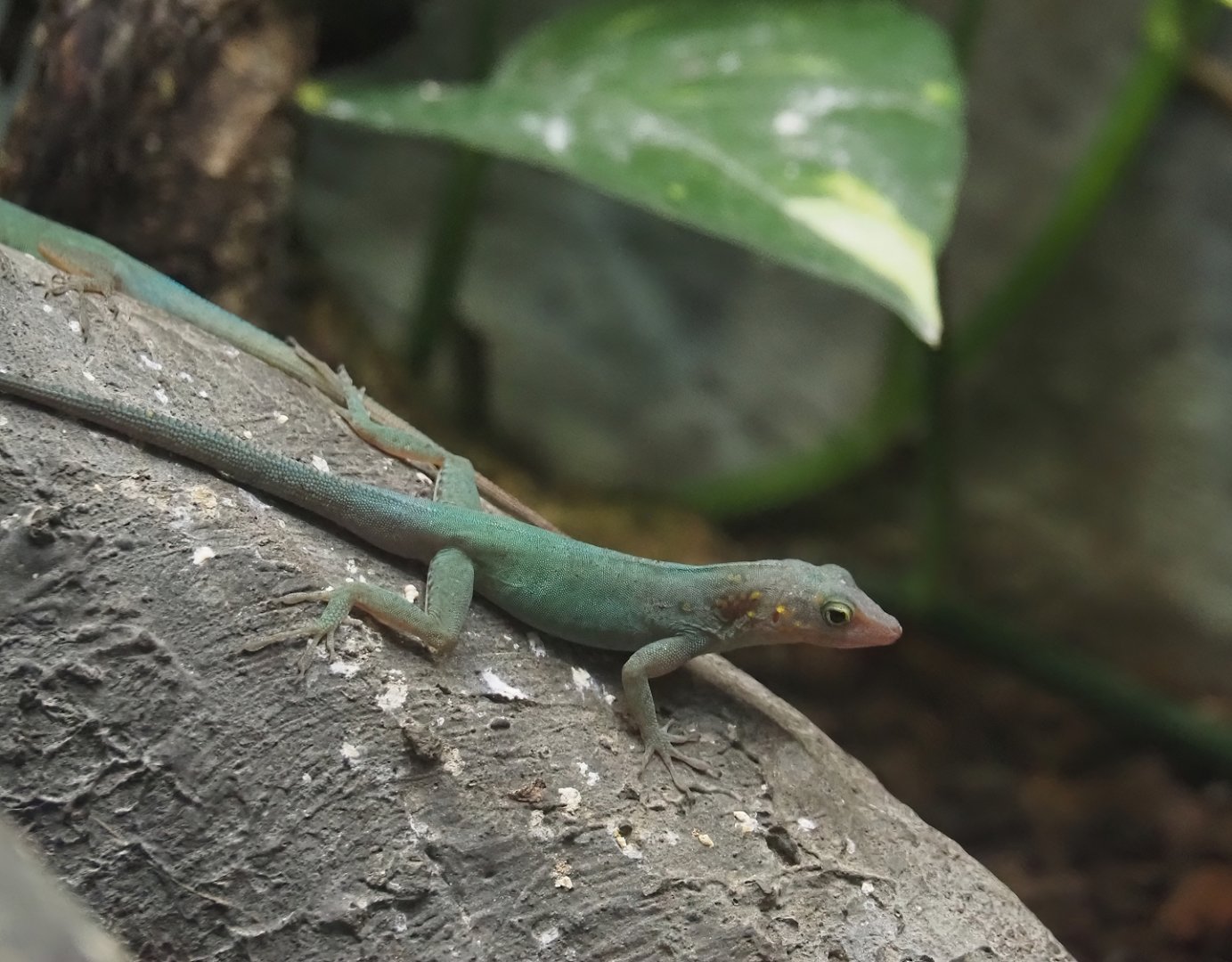 Guadeloupean anole (Anolis marmoratus marmoratus), 2024-08-21