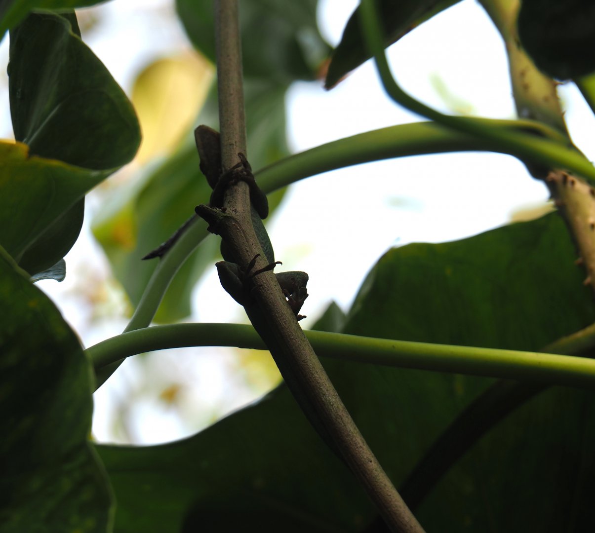 Guadeloupean anole (Anolis marmoratus), Sep 16th, 2018