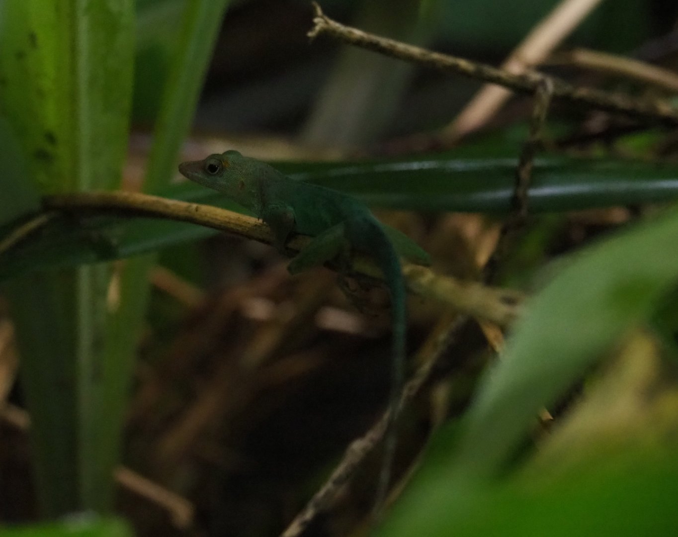 Guadeloupean anole (Anolis marmoratus), Sep 16th, 2018