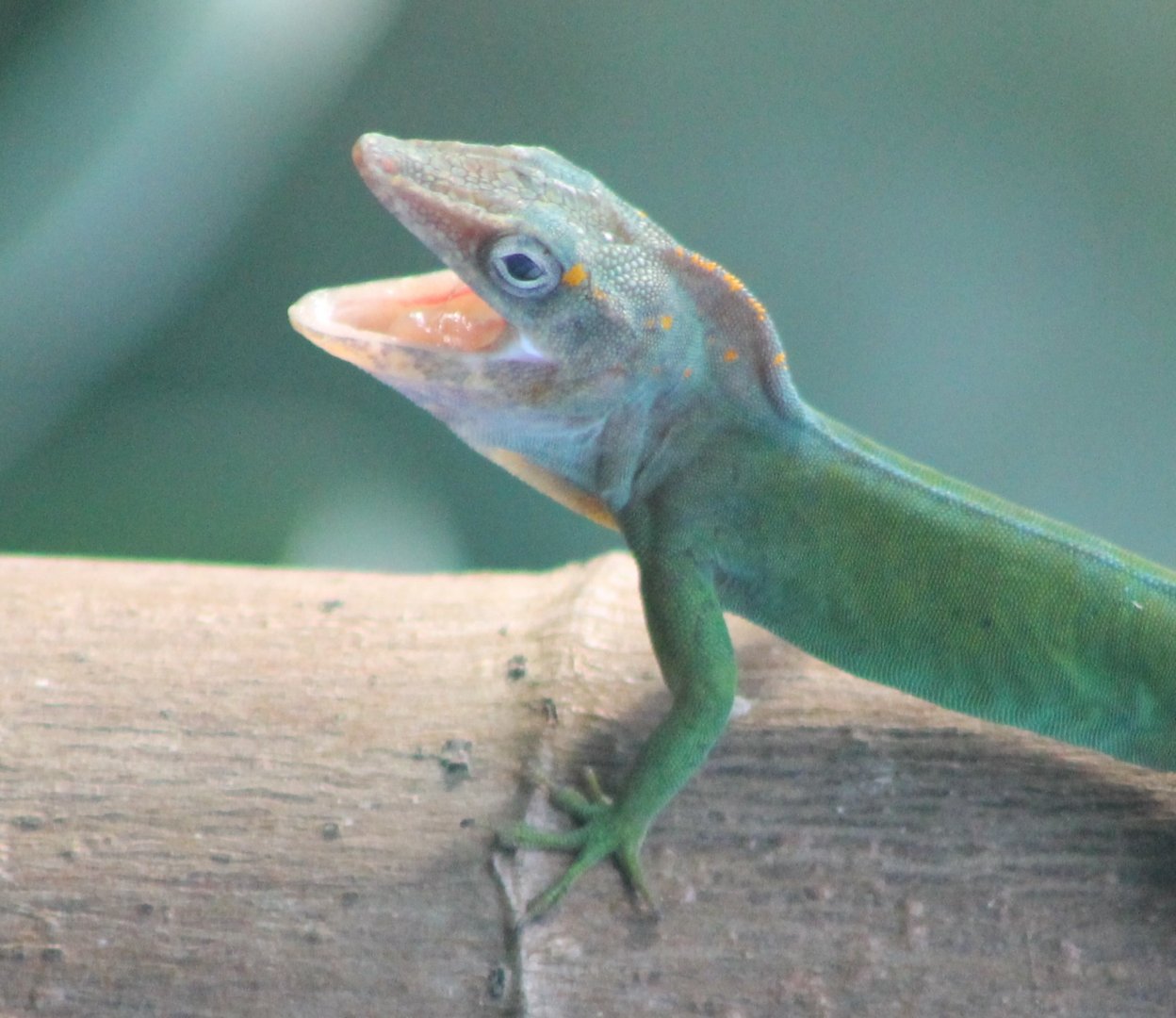 Guadeloupean anole