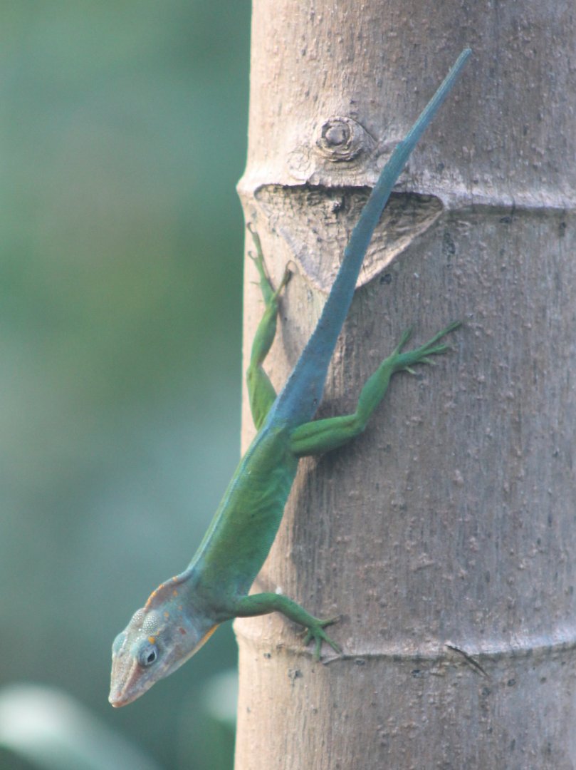 Guadeloupean anole