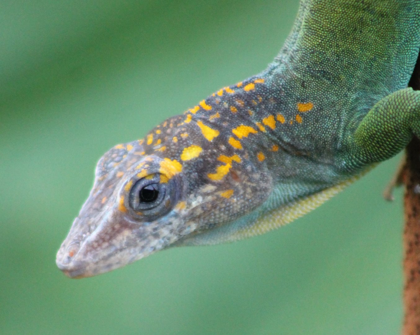 Guadeloupean anole