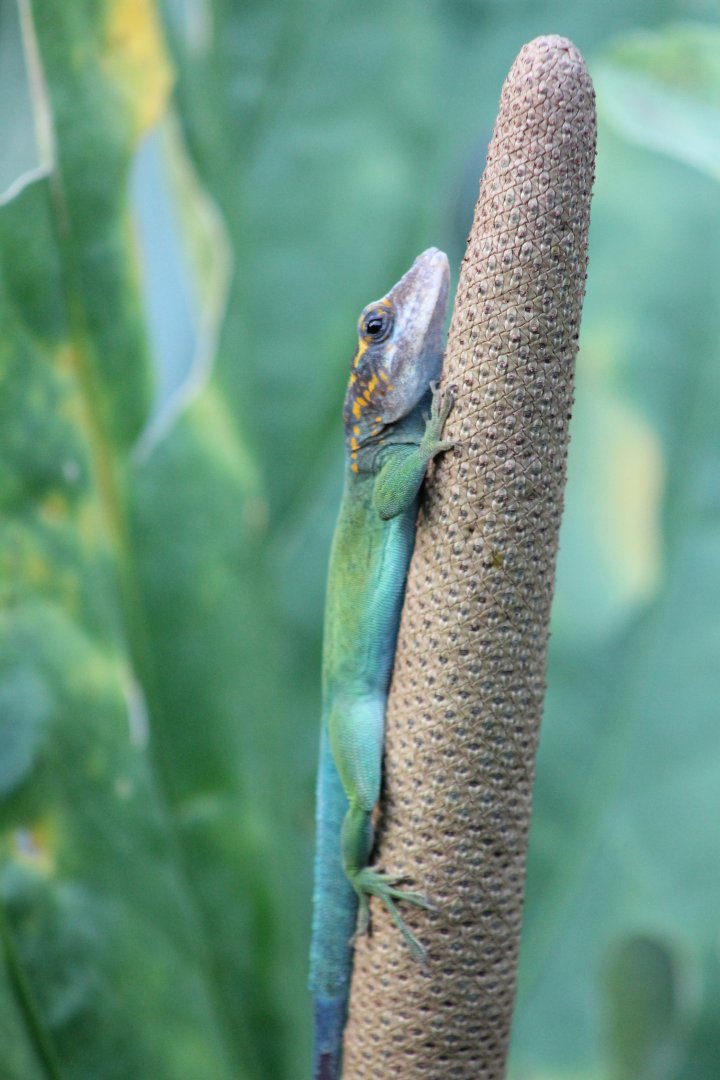 Guadeloupean anole