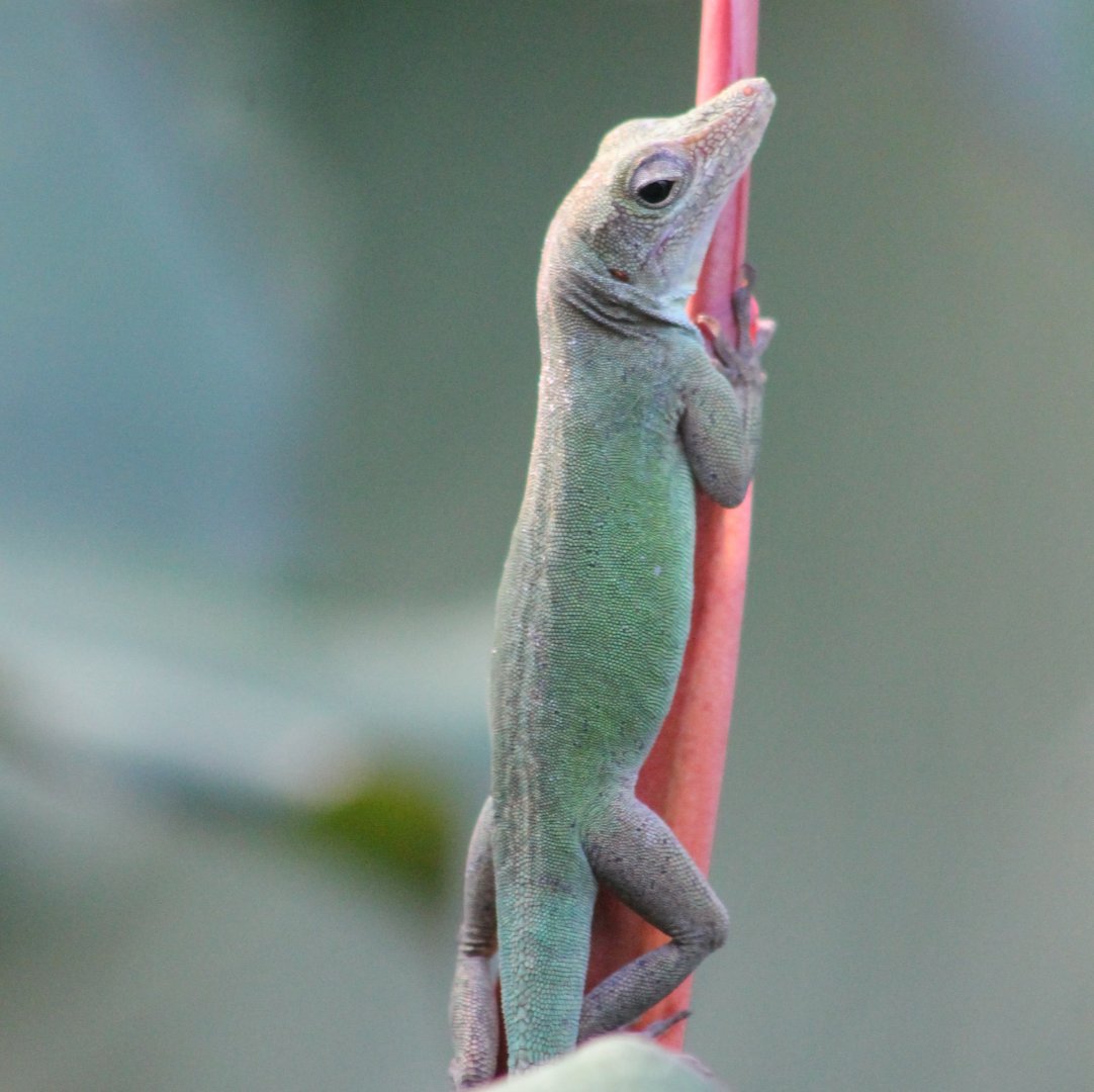 Guadeloupean anole